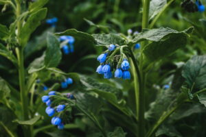 Comfrey Extract