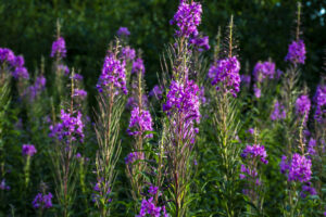 Willow Herb